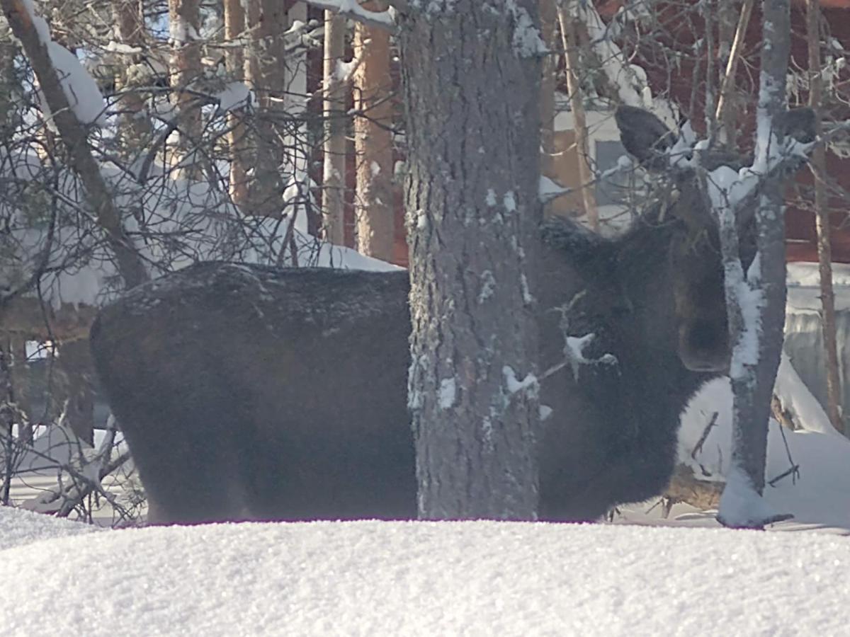 Lagomhuset - A Peaceful Holiday In Swedish Lapland Vidsel ภายนอก รูปภาพ