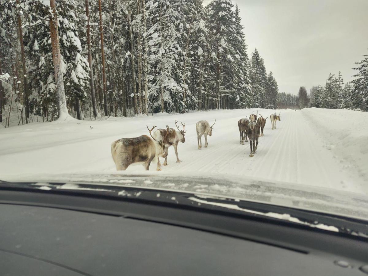 Lagomhuset - A Peaceful Holiday In Swedish Lapland Vidsel ภายนอก รูปภาพ